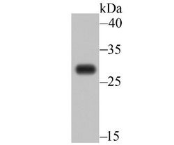 ER Membrane Protein Complex Subunit 10 Rabbit anti-Human, Mouse, Polyclonal,